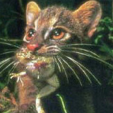 �L�����摜